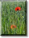 2012-06-10-BALADE-FORET FACQ-001.jpg